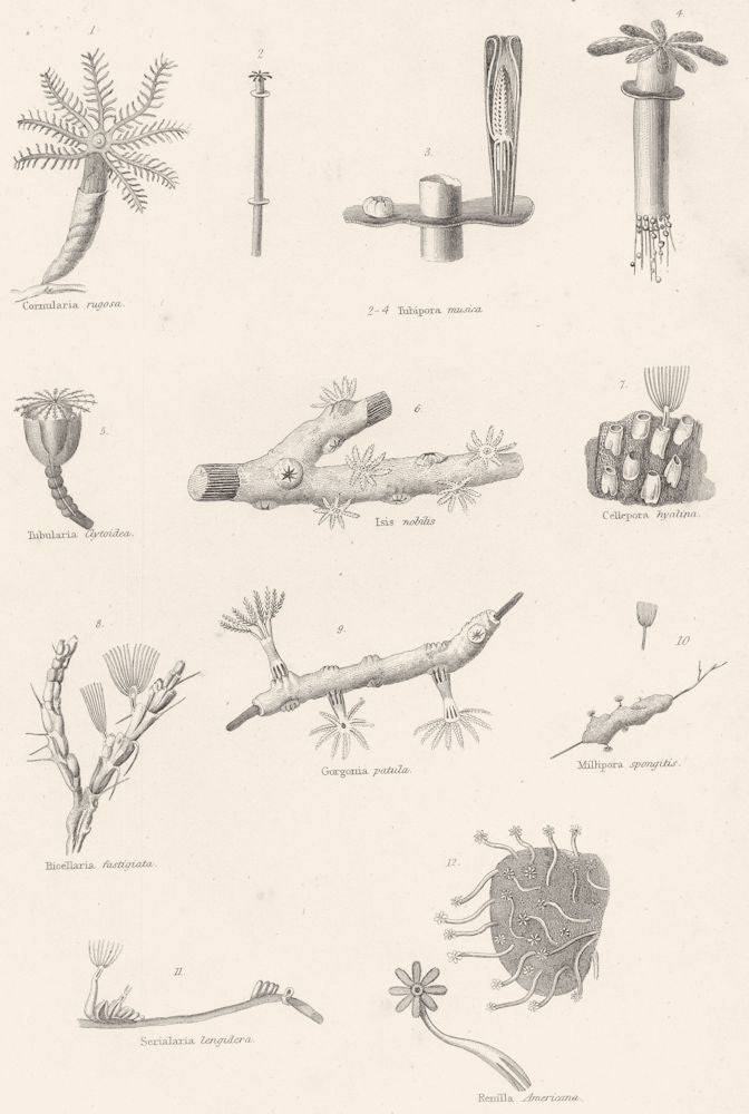 POLYPS.Cornularia rugosa;Tubipora musica;Tubularia Clytoidea;Isis nobilis 1860